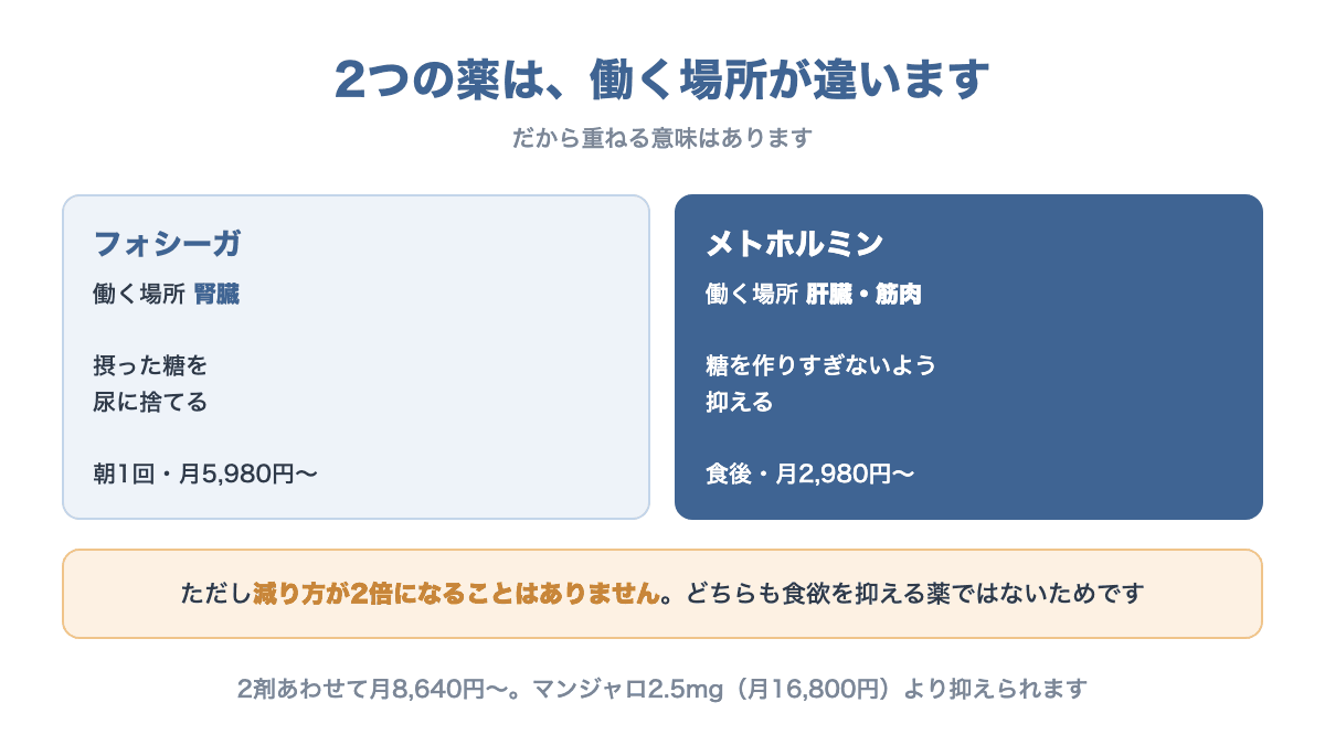 フォシーガは腎臓で糖を捨て、メトホルミンは肝臓と筋肉に働くことを示す図
