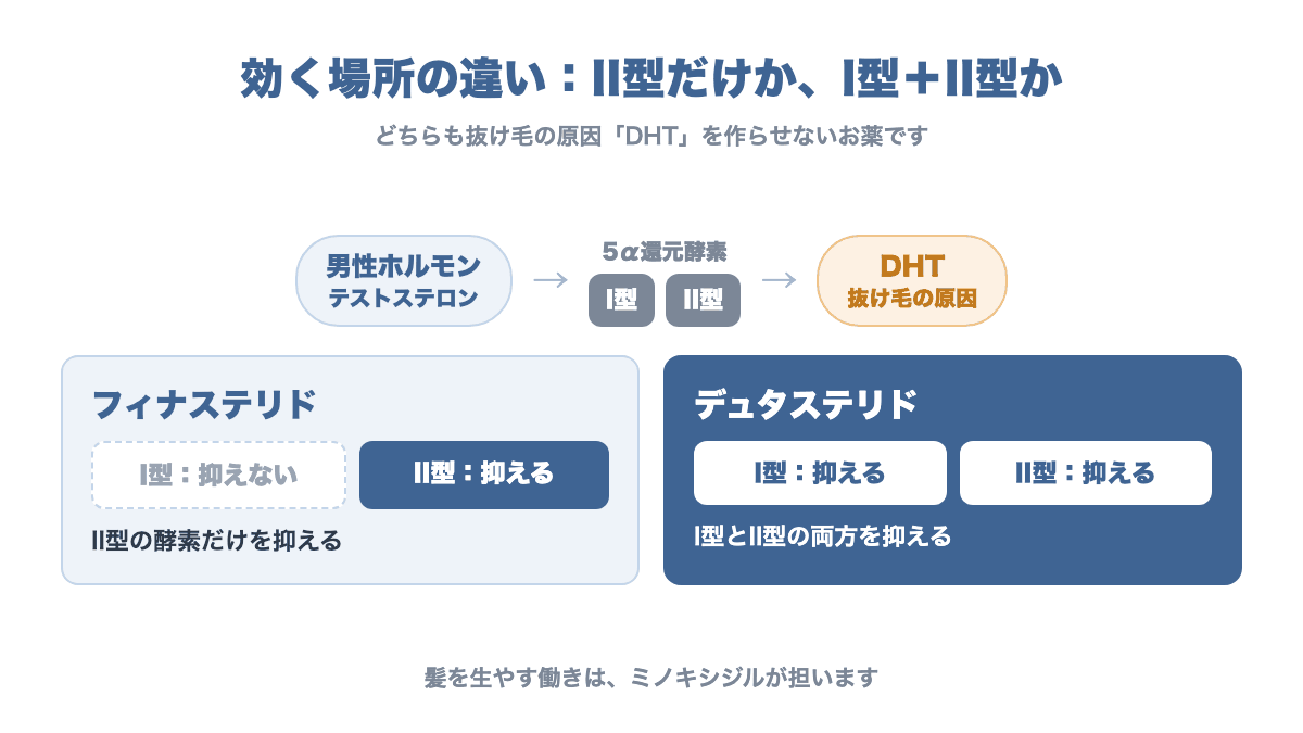 5α還元酵素の図解。テストステロンが5α還元酵素でDHTに変わる。フィナステリドはII型だけを抑え、デュタステリドはI型とII型の両方を抑える